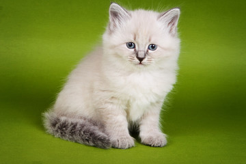 Fluffy kitten of the Neva Masquerade cat on a green background