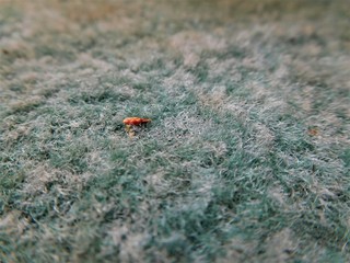 The speck of dust in carpet