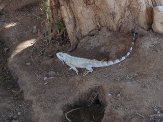 Camaleao