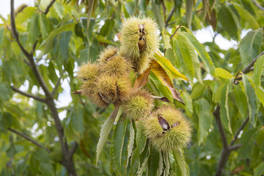 Close up of chestnuts on a chestnut tree