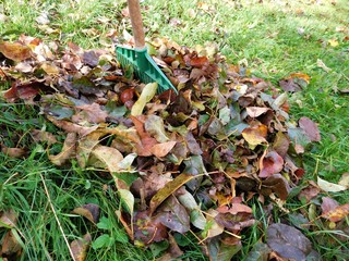 The autumn detail leaves in green grass and background