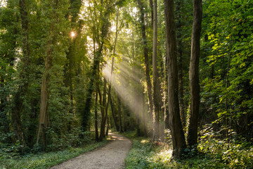 Morning sun rays bursting through the foliage of the woods.