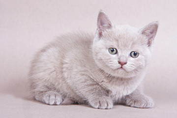 Fototapeta na wymiar Fluffy kitty British cat on a gray background
