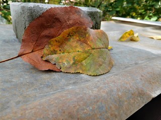 The autumn leaf