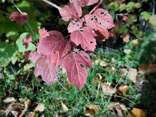 The autumn detail leaf