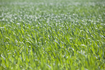 fresh green wheat field 