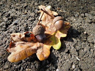 The acorns with colorful leaf on the road