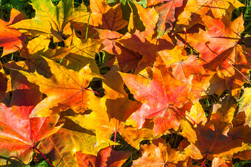 Naklejka na ściany i meble background from autumn maple leaves