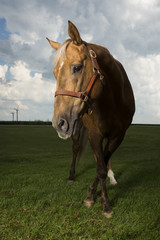 Palomino Pony Horse