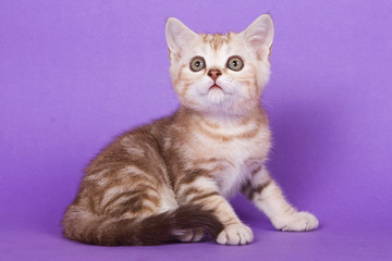 Obraz premium Fluffy tabby kitten of British cat on purple background