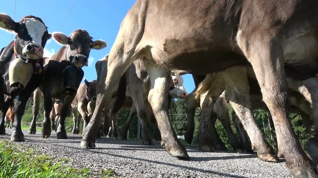 Almabtrieb, Viehscheid in Nesselwang, Allg&auml;u, Brauchtum, Rinder, Schwaben, Tourismus, 4K