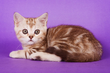 Fluffy tabby kitten of British cat on purple background