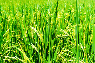close up of organic rice produce grain in the rural rice paddy fields at countryside of north region of thailand in rainy season. organic agriculture or organic food concept.