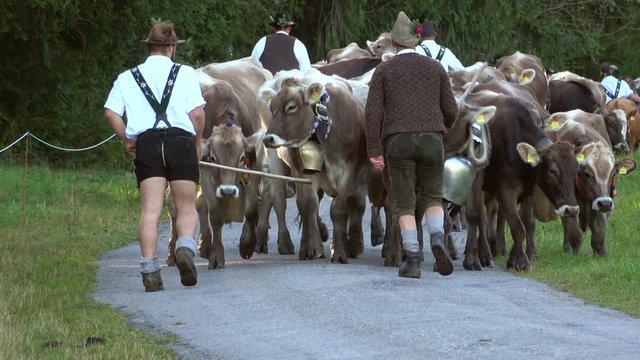 Almabtrieb, Viehscheid in Nesselwang, Allg&auml;u, Brauchtum, Rinder, Schwaben, Tourismus, 4K