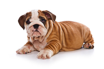 Cute english bulldog puppy (isolated on white)