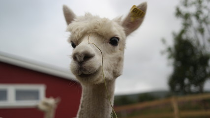 Obraz premium A close up portrait of white alpaca 