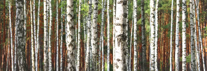 Zelfklevend Fotobehang Beautiful landscape with white birches. Birch trees in bright sunshine. Birch grove in autumn. The trunks of birch trees with white bark. Birch trees trunks. Beautiful panorama. © yarbeer