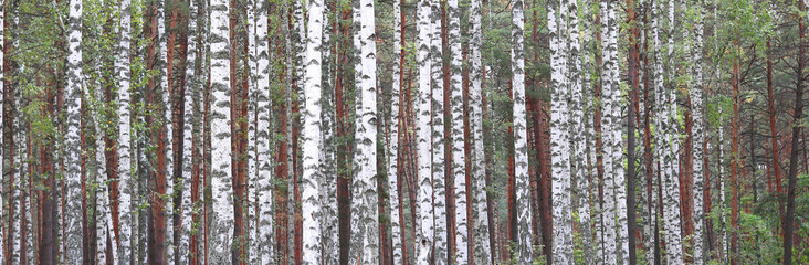 Fototapeta premium Beautiful landscape with white birches. Birch trees in bright sunshine. Birch grove in autumn. The trunks of birch trees with white bark. Birch trees trunks. Beautiful panorama.