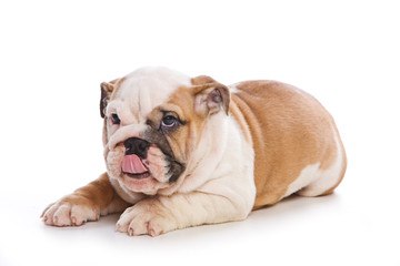 Fototapeta premium Cute english bulldog puppy yawns and lickens (isolated on white)