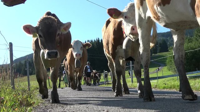 Almabtrieb, Viehscheid in Nesselwang, Allg&auml;u, Brauchtum, Rinder, Schwaben, Tourismus, 4K
