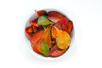 Buntes Herbstlaub vom Aronia Strauch