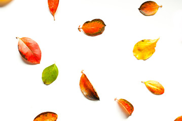 Buntes Herbstlaub vom Aronia Strauch