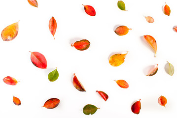 Buntes Herbstlaub vom Aronia Strauch