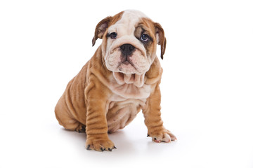 Cute english bulldog puppy (isolated on white)