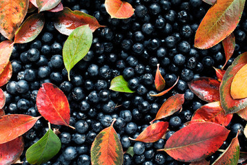 Aronia gesunde Beeren