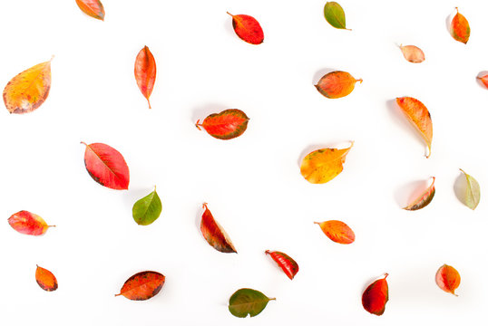Buntes Herbstlaub vom Aronia Strauch
