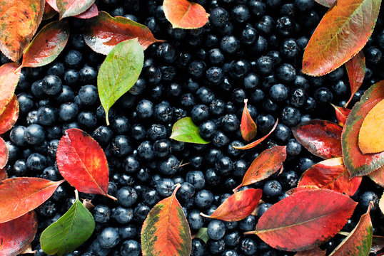 Aronia gesunde Beeren