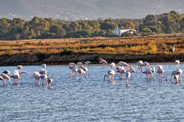 ria formosa