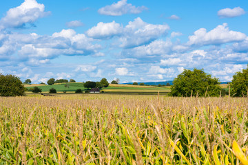 Landschaft mit Maisfeldern, Wiesen und Bäumen  vor blauem Himmel mit Wolken im Spätsommer