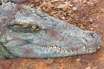 Closeup of crocodile sleeping and waiting for food