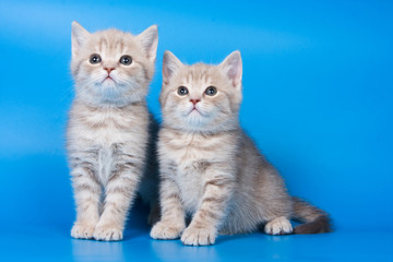 Two fluffy kitten of a British cat on a blue background