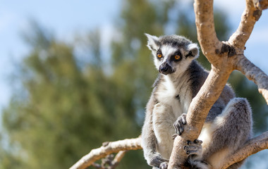 A ring-tailed lemur (Lemur catta) on tree