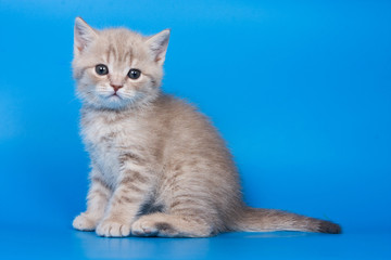 Fluffy kitten of a British cat on a blue background