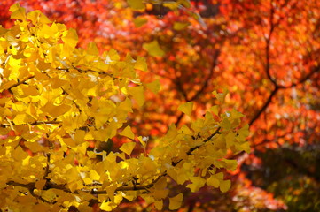 紅葉