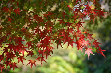 カエデの紅葉