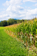 Blick entlang an einem Maisfeld mit noch vielen grünen Blättern im Spätsommer bei strahlend blauem Himmel.