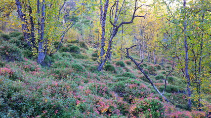 A forest like from a fairytale, situated in the Finnmark region of Norway	