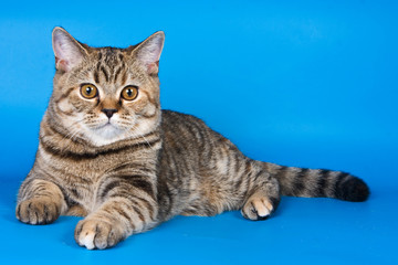 Fototapeta na wymiar Fluffy kitten of a British cat on a blue background