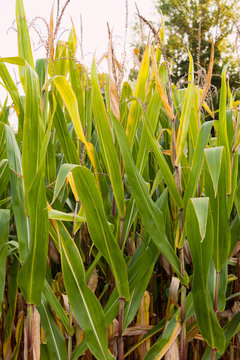Große grüne Blätter von Maispflanzen in einem Maisfeld.