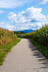 Fototapeta na wymiar Landschaft mit einem Weg inmitten von Maisfeldern vor blauem Himmel mit Wolken und dem Breisgau im Hintergrund.