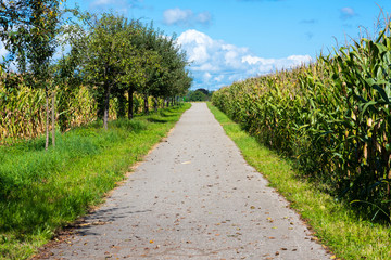 Landschaft mit einem Weg inmitten von Maisfeldern und Obstbäumen vor blauem Himmel mit Wolken im Spätsommer.