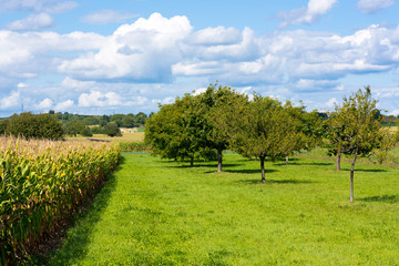 Fototapeta na wymiar Landschaft mit Maisfeldern, Wiesen und Bäumen vor blauem Himmel mit Wolken im Spätsommer.