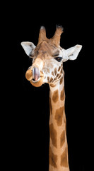 Obraz premium Giraffe with his tongue up his nostril