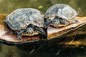 Obraz premium tortoise couple resting at pound
