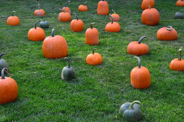 Pumpkins at Grandma's