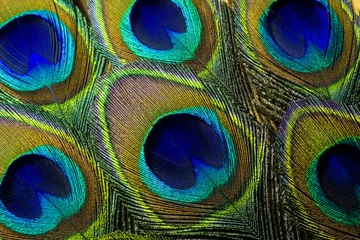 Tuinposter Lichtgevende pauwenveren. Dit is een macrofoto van een arrangement van kleurrijke en levendige pauwenveren. © Tammy J Kelly